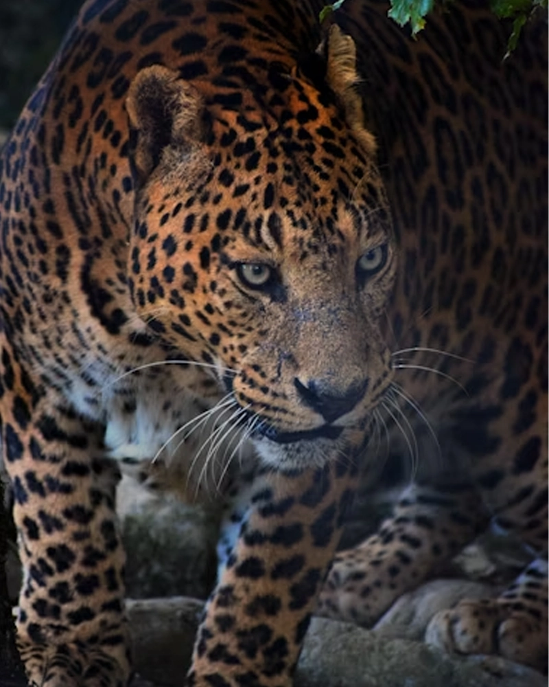 تصویر 3 جگوار