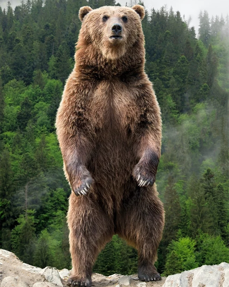 تصویر خرس قهوه ای
