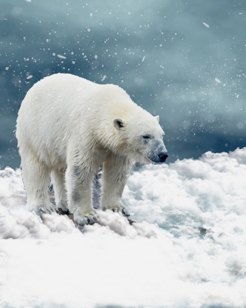 تصویر خرس قطبی