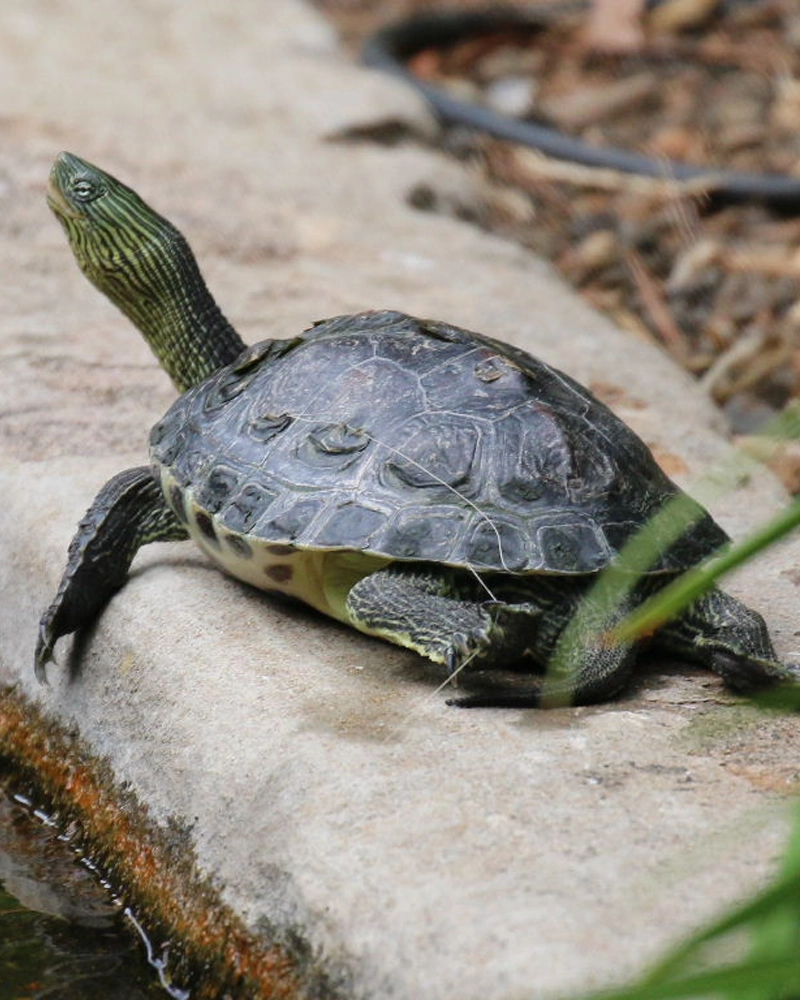 تصویر لاکپشت گردن راه راه چینی