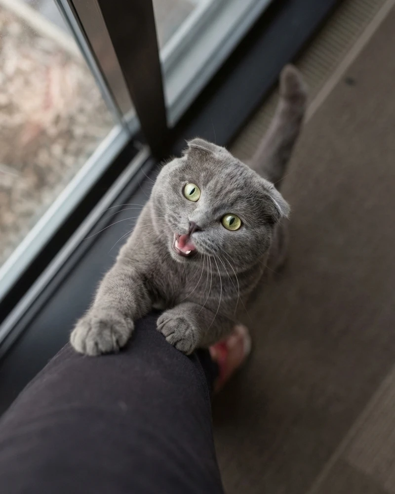 ارتباط صوتی گربه‌ها با مردان