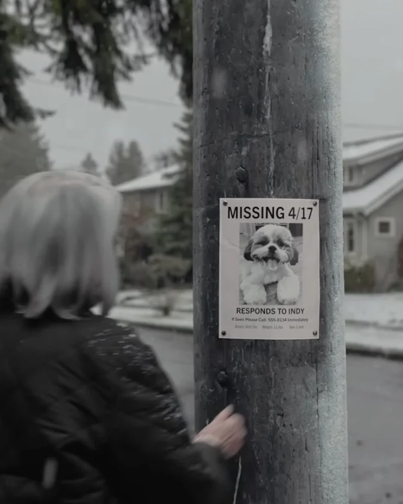 آمازون سگها